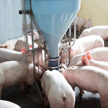 Оборудование для свиноводства с автоматизированные системами для поросят и свиней на откорме