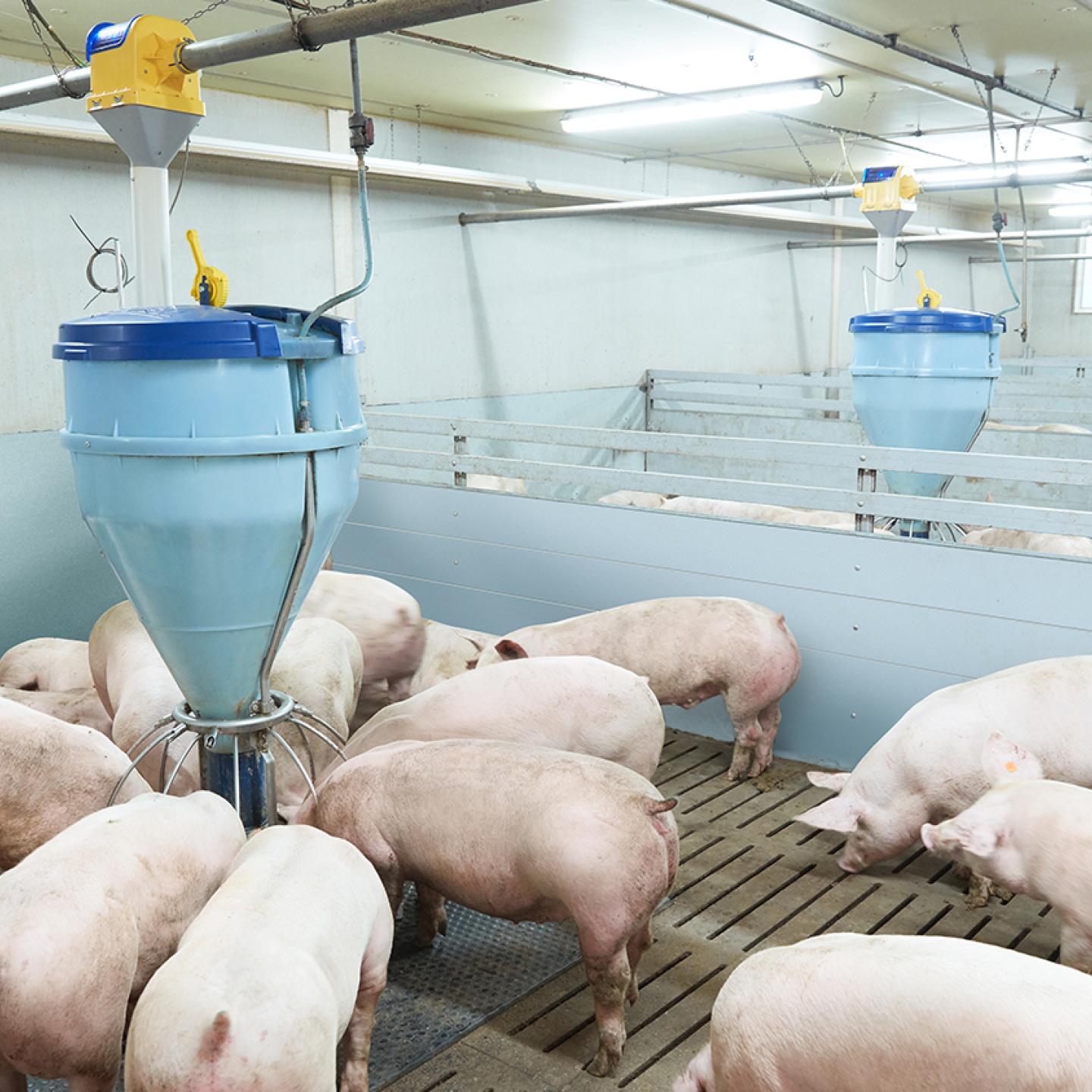 bluhox-meat-pigs-update-range-of-feeding-systems